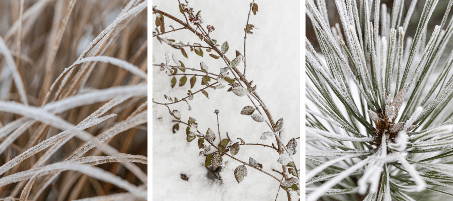 Efekt szronu w fotografii kulinarnej